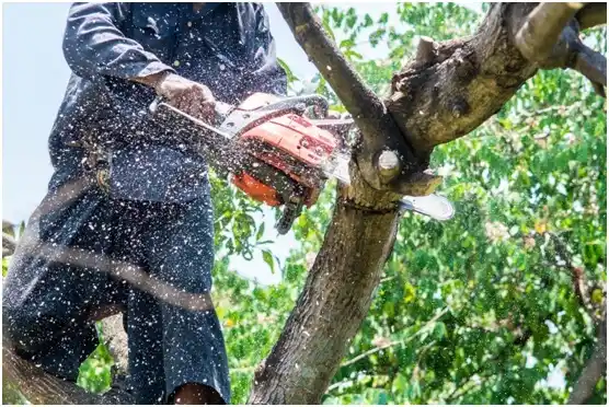 tree services Greendale